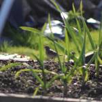 This photo shows an American Pipit in the Juneau Community Garden on May 19, 2021. (Courtesy Photo / Carolyn Kelley)