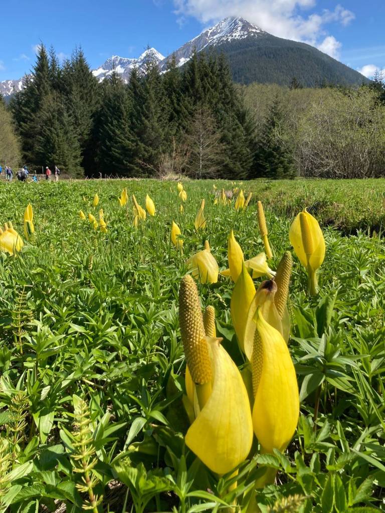 This photo shared on May 19, 2021, shows skunk cabbage in a meadow. (Courtesy Photo / Deborah Rudis)