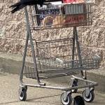 Ravens like to shop at Fred Meyer as seen on May 12, 2021. (Courtesy Photo / Denise Carroll)
