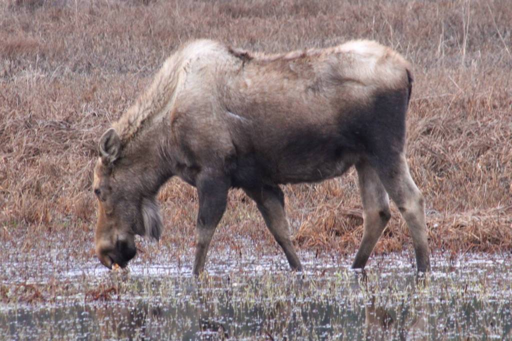 This photo taken in early may during the Kachemak Bay Shorebird Festival in Homer shows a moose. (Courtesy Photo / Carolyn Kelley)
