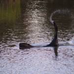 A beaver plays in the pond near Juneau Community Garden on May 19, 2021. (Courtesy Photo / Carolyn Kelley)
