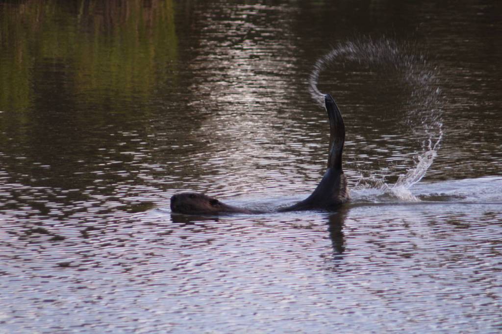 A beaver plays in the pond near Juneau Community Garden on May 19, 2021. (Courtesy Photo / Carolyn Kelley)