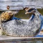 A seal contorts into a yoga-like pose. (Courtesy Photo / Virginia Kelly)