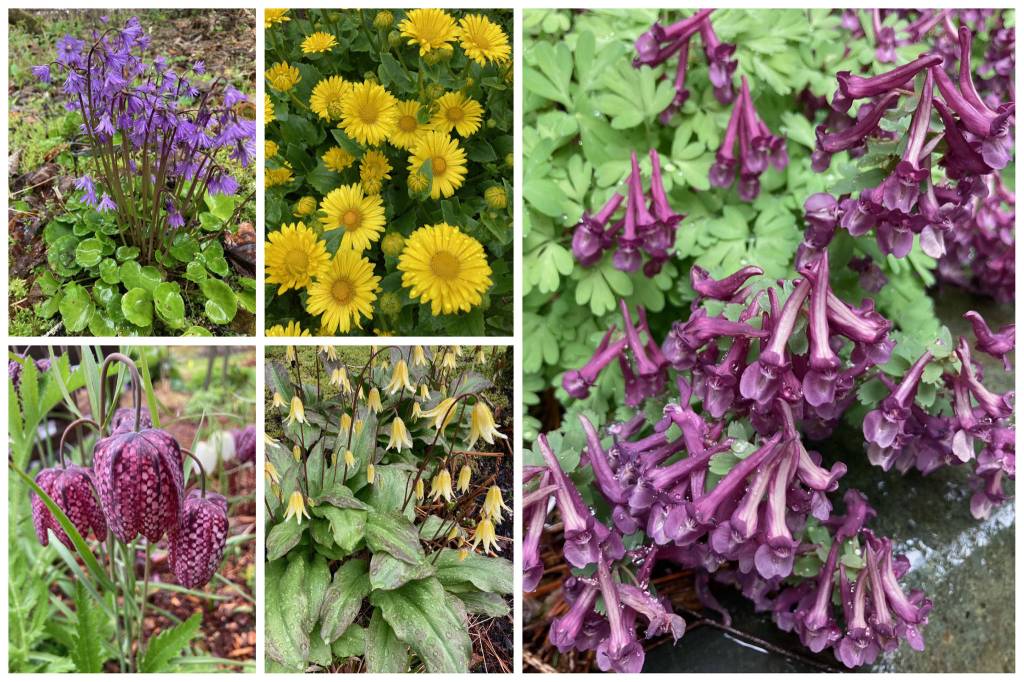 This composite image shows some delights from the Jensen-Olsen Arboretum on May 13. (Courtesy Photos / Deborah Rudis)