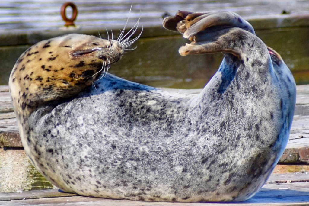 A seal contorts into a yoga-like pose. (Courtesy Photo / Virginia Kelly)