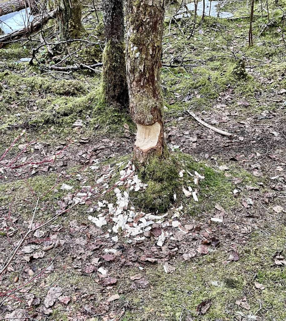 A beaver has been at work on Dredge Lake trail as evidenced by this April 26 photo. (Courtesy Photo / Scott Novak)