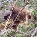 A porcupine dines along Perseverance Trail on May 2. Porcupine: Whats up? Just hanging out, having a few buds, writes Randy Burton. (Courtesy Photo / Randy Burton)