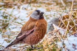 Gray-crowned rosy-finches visited our wetlands in April, on their way to alpine nesting areas. (Courtesy Photo / Kerry Howard)
