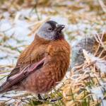 Gray-crowned rosy-finches visited our wetlands in April, on their way to alpine nesting areas. (Courtesy Photo / Kerry Howard)