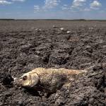 FILE - In this Wednesday, Aug. 3, 2011 file photo, the remains of a carp are seen on the dry lake bed of O.C. Fisher Lake in San Angelo, Texas. According to data released by the National Oceanic and Atmospheric Administration on Tuesday, May 4, 2021, the new United States normal is not just hotter, but wetter in the eastern and central parts of the nation and considerably drier in the West than just a decade earlier. (AP Photo / Tony Gutierrez)