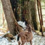 Courtesy Photo / John Schoen 
A Sitka black-tailed doe in a mid-to high-volume (large-tree) old growth stand on Douglas Island during a deep-snow winter. The tall forest canopy and big limb structure of the large trees intercept a significant amount of snow. Deer can travel easily through these stands and food is comparatively much more available than in the deep-snow conditions that occur in clear-cuts and muskegs as well as in small-tree old-growth stands.
