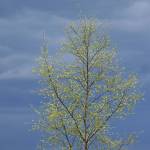 Greenup happens in Interior Alaska when leaves unfold after a long winter, as is happening on this birch tree. (Courtesy Photo / Ned Rozell)