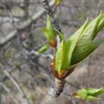 In Ferry, Alaska, a balsam poplar leaf emerges from a bud in May. (Courtesy Photo / Ned Rozell)