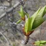 In Ferry, Alaska, a balsam poplar leaf emerges from a bud in May. (Courtesy Photo / Ned Rozell)