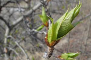 In Ferry, Alaska, a balsam poplar leaf emerges from a bud in May. (Courtesy Photo / Ned Rozell)