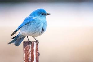 The vivid colors of male bluebirds result from structural features in the feather barbs, and males with more vivid colors father more chicks, with their own mates or with other females. (Courtesy Photo / Kerry Howard)