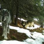 Courtesy Photo / NPS 
Wolves in Denali National Park and Preserve in 2016. National Park Service trail camera photo