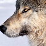 This photo shows a wolf in Yukon-Charley Rivers National Park and Preserve(Courtesy Photo / Mathew Sorum)