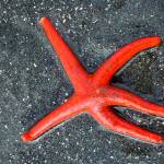 A colorful blood star, which feeds in several distinct ways. (Courtesy Photo / Kerry Howard)