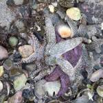 A pile of at least four sea stars converge on a cockle, all trying to feed; but who wins?? (Courtesy Photo / MaryAnne Slemmons)
