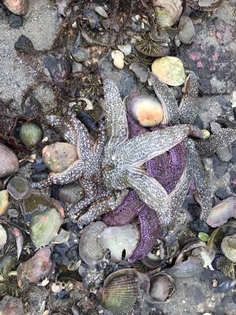 A pile of at least four sea stars converge on a cockle, all trying to feed; but who wins?? (Courtesy Photo / MaryAnne Slemmons)