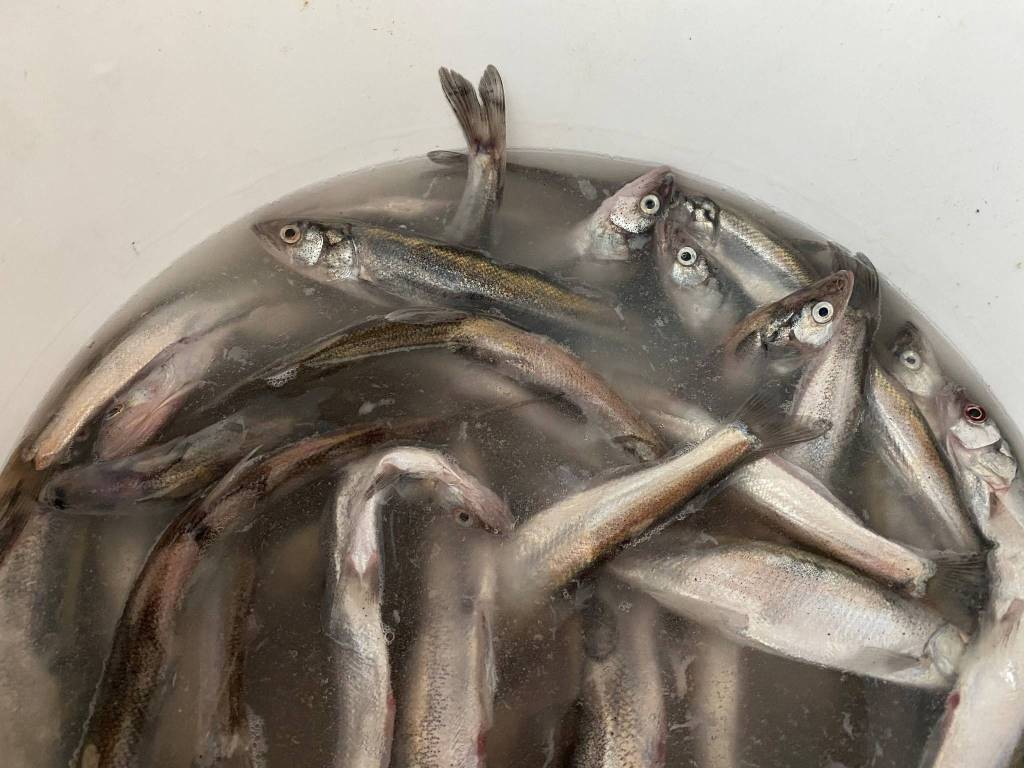 This bucket holds Stikine River Hooligan gifted to the fishcamp.(Courtesy Photo / Vivian Faith Prescott)