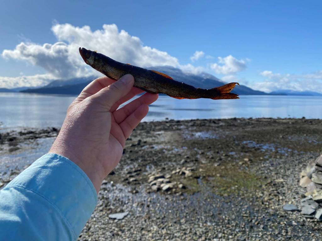 Smoked hooligan is held up in front of a blue sky in Wrangell. (Courtesy Photo / Vivian Faith Prescott)