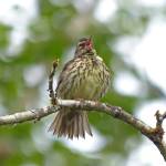 A northern waterthrush sings. (Courtesy Photo / Bob Armstrong)