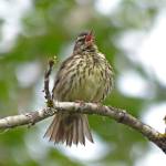 A northern waterthrush sings. (Courtesy Photo / Bob Armstrong)
