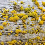 If you look closely, you can see that some of the Physcia (grayish) are not totally covered by Xanthoria. (Courtesy Photo / Pam Bergeson)
