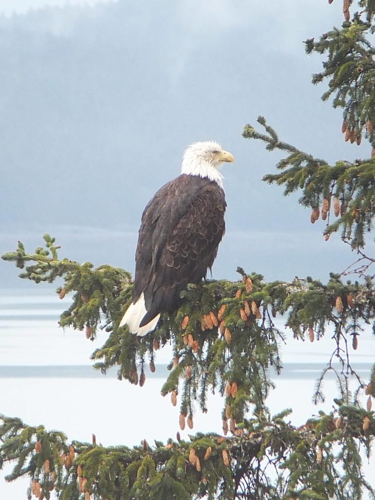 This late May photo shows an eagle is near its nest on the Breadline Bluff Trail. (Courtesy Photo / Gary Miller)