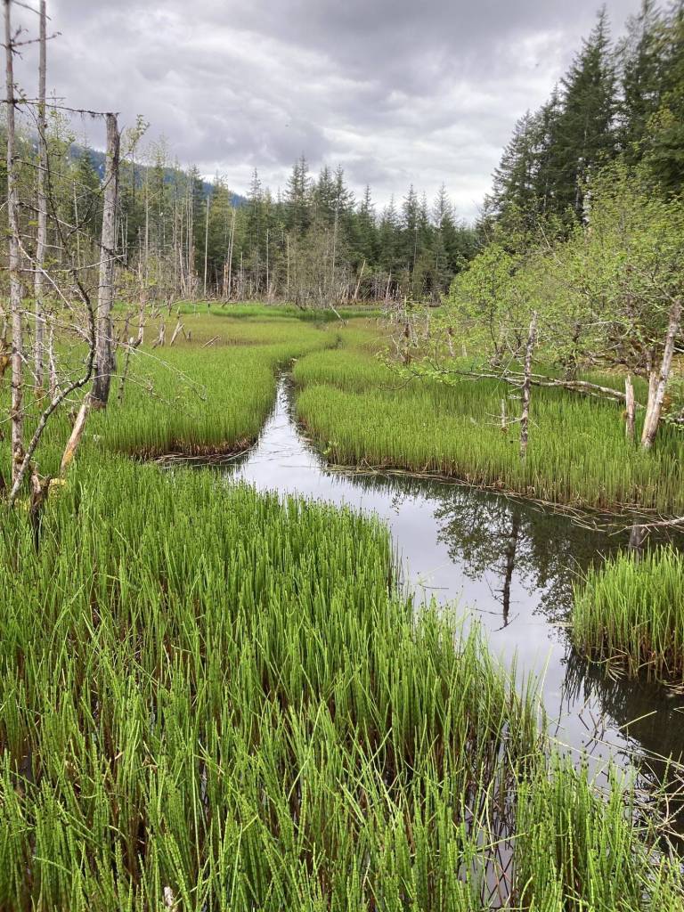 Beaver highways through the Equisetum (horsetail) by Norton Lake (Courtesy Photo / Deborah Rudis)