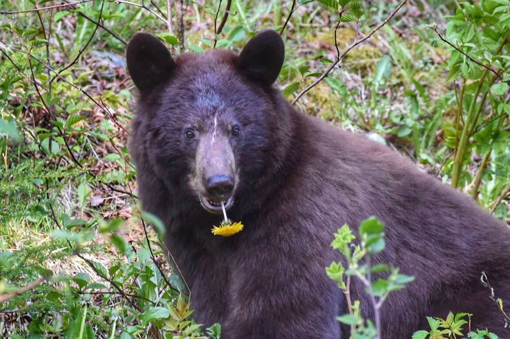 A black bear poses with a dandelion in her mouth near Shrine of St. Therese on May 22, 2021. (Courtesy Photo / Virginia Kelly)