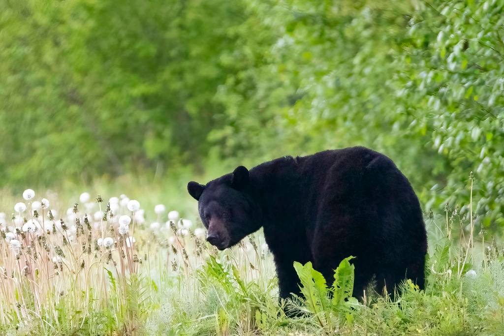 A black bear pauses while munching on dandelions near Eagle Beach on June 17. This was my first trip to Alaska and I spent the day in Juneau driving around looking at all the beautiful scenery, writes John Riffey. I visited Mendenhall Glacier and the ranger told me to take highway 7 up until it ends if I wanted to see bears. He said they like to eat the dandelions on the side of the road. His advice paid off right around Eagle Beach. (Courtesy Photo / John Riffey)