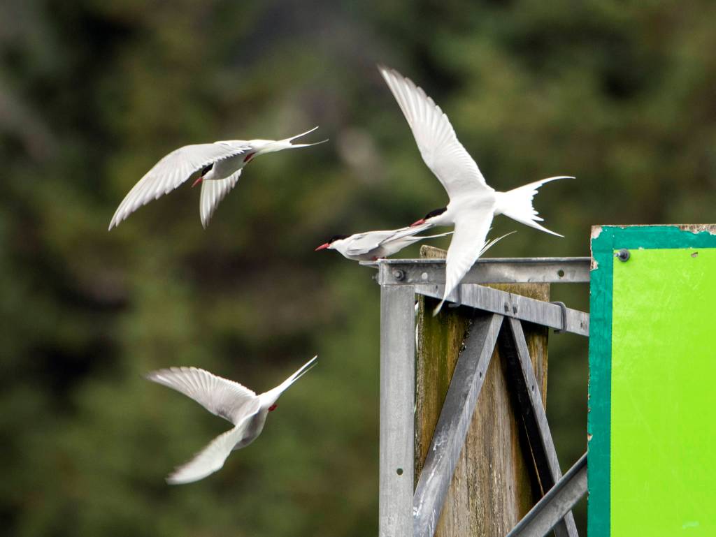 Arctic tern on navigational gantry and in flight at Auke Bay. (Courtesy Photo / Kenneth Gill, gillfoto)