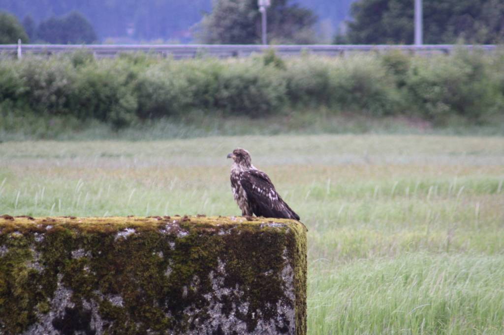 This photo shows an eagle, one of many seen recently in the Lemon Creek Flats area. (Courtesy Photo / Carolyn Kelley)