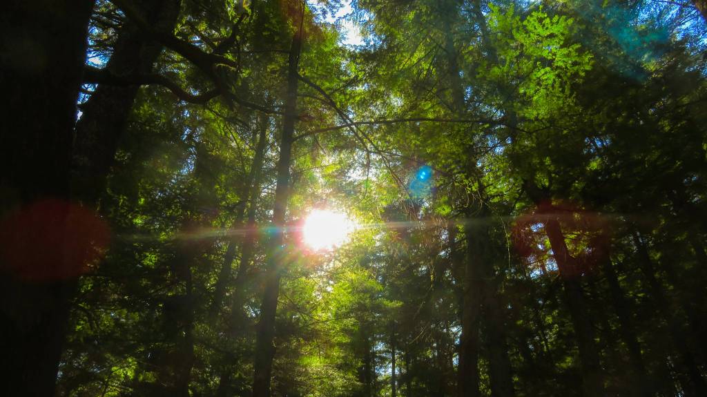 This photo is part of a series Joseph Sypeck title The Beauty within ones Grief. It was taken during a walk with friends out in Auke Bay. (Courtesy Photo / Joseph Sypeck)