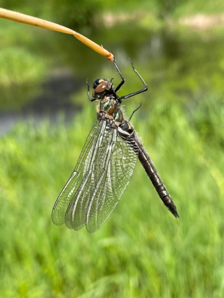 This photo was taken June 1 at the Kingfisher Pond trail. (Courtesy Photo / Deana Barajas)