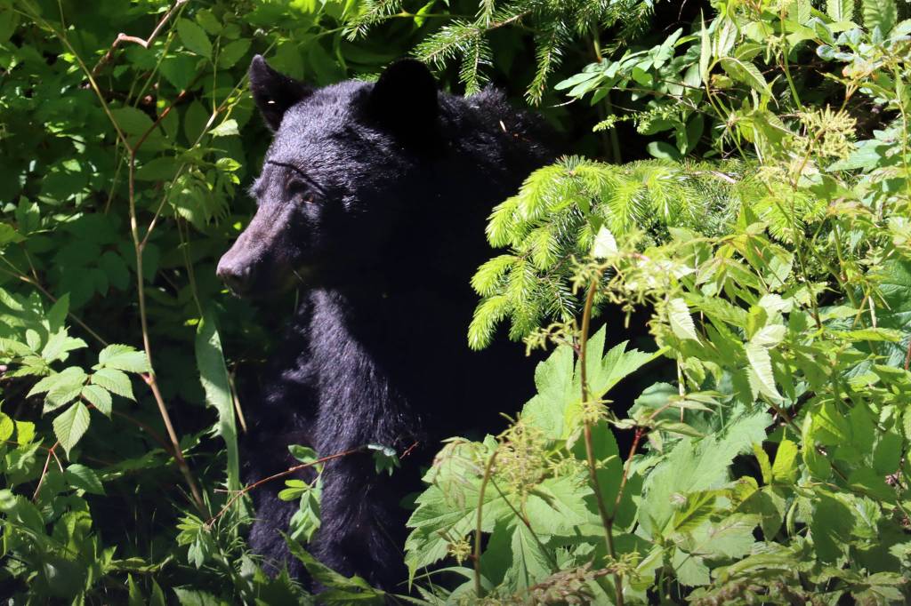 A bear pokes its head out of the greenery along Glacier Highway on June 13, 2021. (Ben Hohenstatt / Juneau Empire)