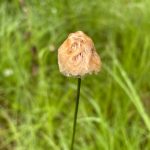The Alaskan cotton was wet this morning, writes Deana Barajas of this photo taken on June 26 on the Horse Tram Trail. It reminded me of a soggy sheep dog. (Courtesy Photo / Deana Barajas)