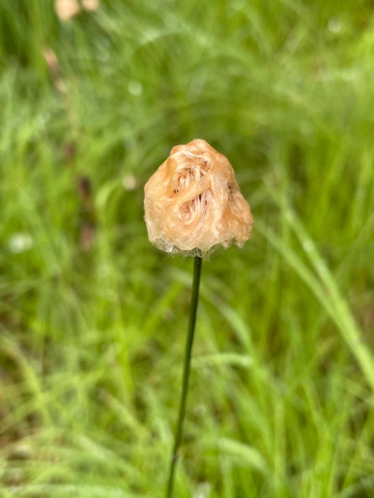 The Alaskan cotton was wet this morning, writes Deana Barajas of this photo taken on June 26 on the Horse Tram Trail. It reminded me of a soggy sheep dog. (Courtesy Photo / Deana Barajas)
