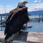A bald eagle looks over Auke Bay on a sunny June 17. (Courtesy Photo / Paul Dick)