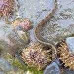 An active blennie scoots to hide between two sea urchins on May 29 at Shaman Island. (Courtesy Photo / Denise Carroll)