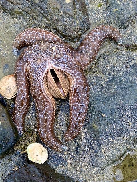 Lunchtime at Shaman Island on May 29. (Courtesy Photo / Denise Carroll)