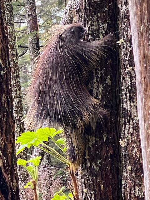 Pausing on a tree climb this porcupine eyes us suspiciously on Fish Creek Trail on June. (Courtesy Photo / Denise Carroll)