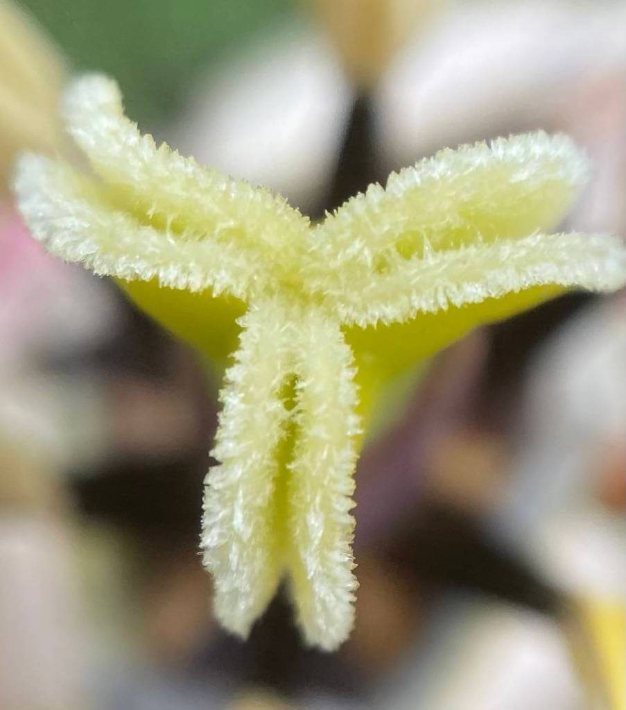 The Y-shaped stigma of a white tulip in a Glacier Avenue garden on June 7, 2021. (Courtesy Photo / Denise Carroll)