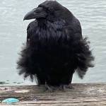 A raven seemingly dressed in a black tutu looks ready to begin to dance at the downtown seawalk on June 12, 2021. (Courtesy Photo / Denise Carroll)