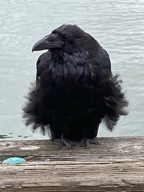 A raven seemingly dressed in a black tutu looks ready to begin to dance at the downtown seawalk on June 12, 2021. (Courtesy Photo / Denise Carroll)