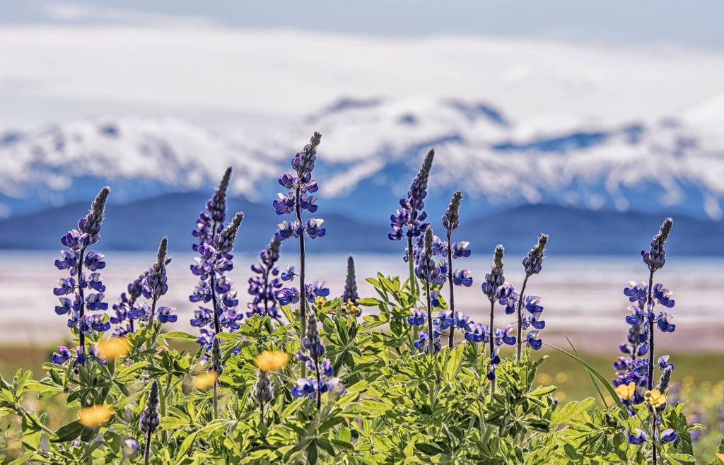Lupine bloom by Eagle Beach with the Chilkat Range in the background on June 17, 2021. (Courtesy Photo / Kenneth Gill, gillfoto)