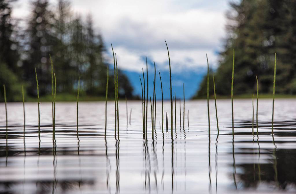 Grass rises from the depths of Salt Chuck Peterson Pond on June 22. (Courtesy Photo / Kenneth Gill, gillfoto)